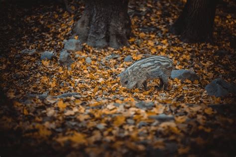 Wildschwein Ferkel Wald Kostenloses Foto Auf Pixabay