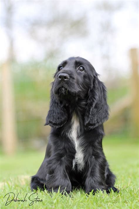 Puppies | SONNETEND Field Spaniels