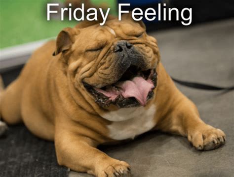 Smile Friday Feeling Funny Dog Memes Its Friday Quotes