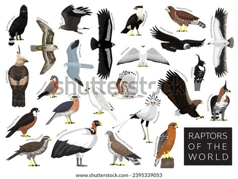 Falcon Cartoon Stock Photos - 16,085 Images | Shutterstock