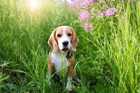 Lindo Perro Beagle En Flor Lila Flores De Fireweed Foto Premium