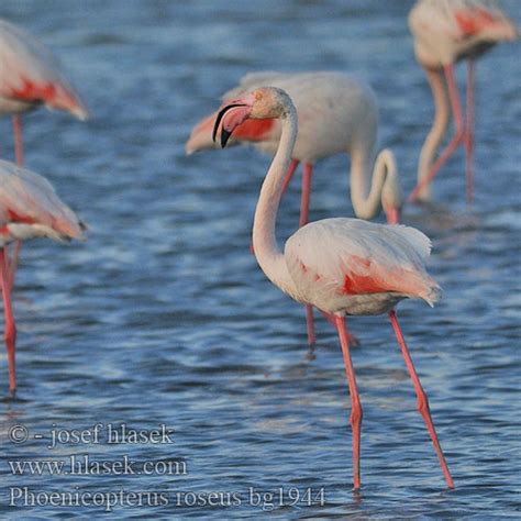 Phoenicopterus Roseus Fenicottero