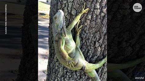 Falling iguanas in Florida: Chilly temperatures could lead to bizarre ...