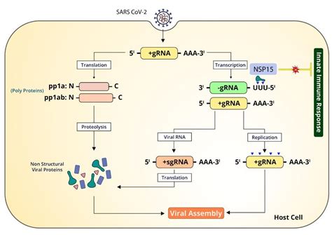 The Role Of Nucleases In Innate Immune Escape Part 15 Access