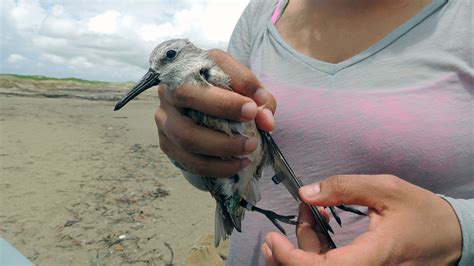 For Migratory Red Knots Its A Small World After All Cool Green Science