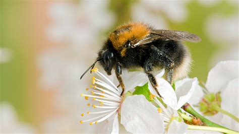 Tree Bumblebee Bombus Hypnorum Woodland Trust