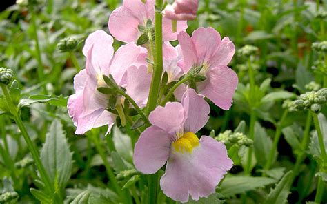 Duft Nemesie Karoo Pink Pflanze Nemesia X Fruticans Duft