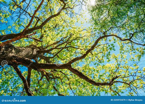 The Canopy Of Tall Trees Framing A Clear Blue Sky Royalty Free Stock