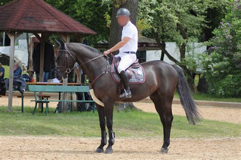 Warmblood - Completly Black - Show Jumping by OrleanTribute on DeviantArt