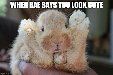 10 Funny Rabbit Memes Guaranteed To Make You Laugh Pangovet