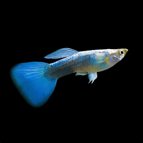 Neon Male Guppy Poecilia Reticulata 3cm Sims Tropical Fish Tropical