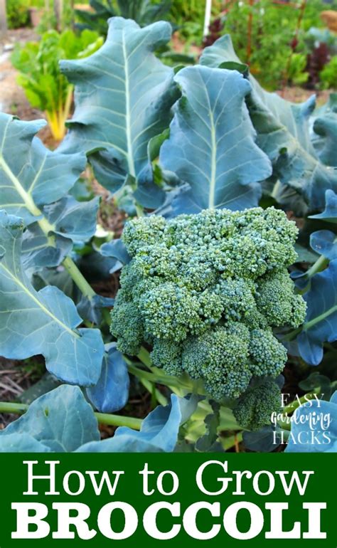 How To Grow Broccoli In Your Garden Easy Gardening Hacks™