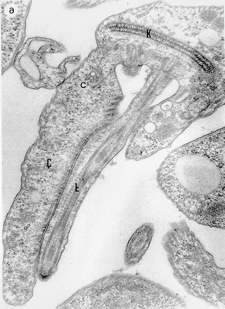 transmission electron microscopy of a thin section of the epimastigote... | Download Scientific ...