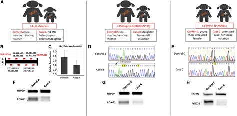 Foxg1 Dose Tunes Cell Proliferation Dynamics In Human Forebrain Progenitor Cells Stem Cell Reports