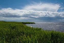 Estuary Plants - Estuary Biomes