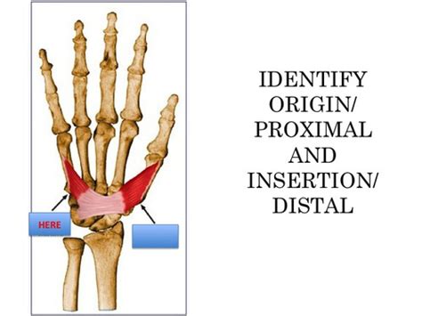 Muscles Of The Hand Flashcards Quizlet