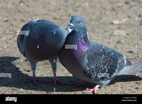 Rock Pigeons Columba Livia Stock Photo Alamy