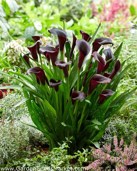 Odessa calla lily (Zantedeschia) – Garden Seeds Market | Free shipping