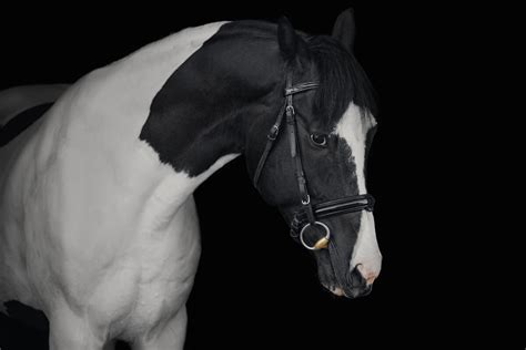 Pinto vs Paint Horse: In-Depth Comparison Guide - HorseNameIdeas.com