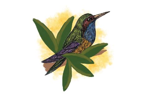 Hummingbird, Color Pencil Sketch SVG Cut file by Creative Fabrica ...