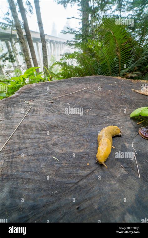 Banana Slug Crawling Over Cut Redwood Stump Stock Photo Alamy