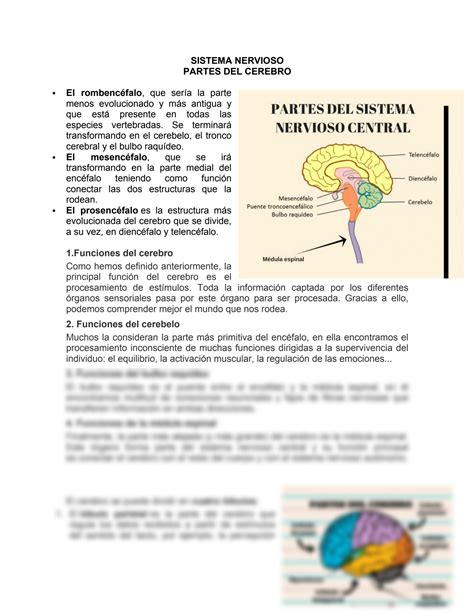 Solution Partes Del Cerebro Studypool