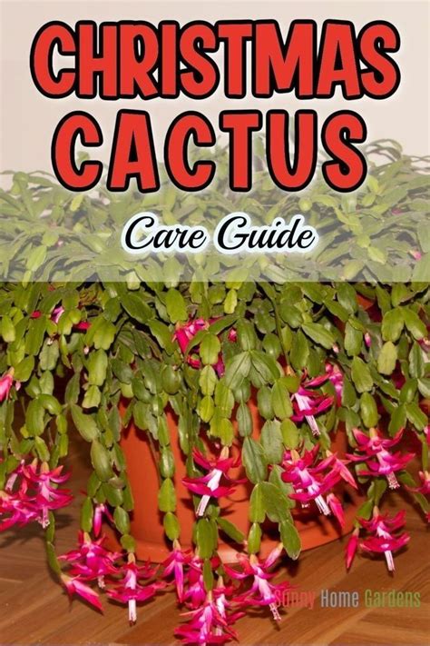 How To Grow And Care For Christmas Cactus Christmas Cactus Christmas Cactus Plant Cactus Care