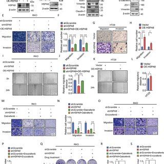 HSPA8 Promotes Epithelialmesenchymal Transition In BRAF V600E CRC