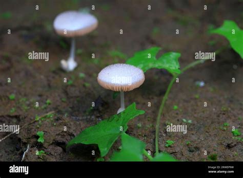 Field Mushrooms China Hi Res Stock Photography And Images Alamy