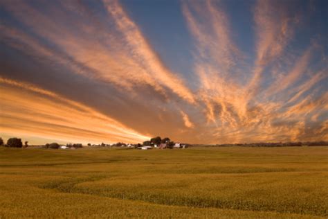 Iowa Corn Field Sunset Stock Photo Download Image Now Istock