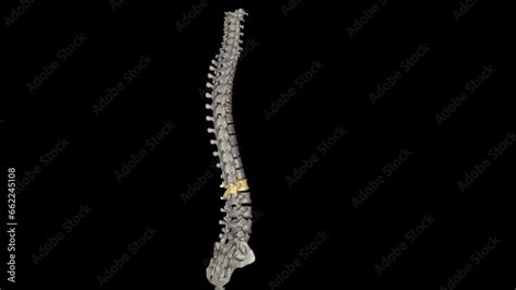 The Lumbar Region Of The Spine More Commonly Known As The Lower Back