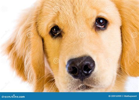 Cute Puppy Face Royalty Free Stock Images - Image: 20916999