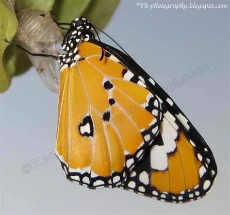 Plain Tiger Butterfly-Danaus Chrysippus | Nature, Cultural, and Travel ...