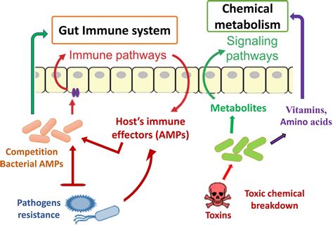 Frontiers Role Of Insect Gut Microbiota In Pesticide Degradation A