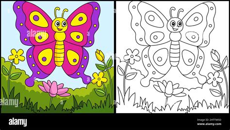 Butterfly Coloring Page Colored Illustration Stock Vector Image & Art - Alamy