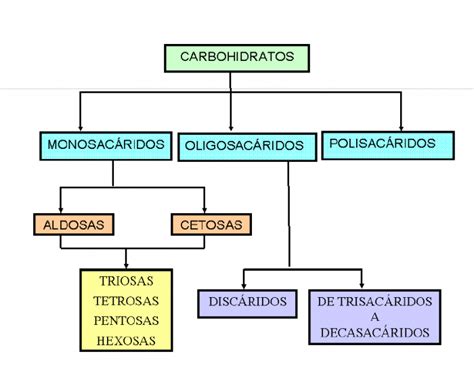 Cuadro Sinoptico De Los Carbohidratos Tukamo Hot Sex Picture