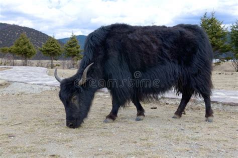 Alpine Yak In Shangri La Coutry Stockfoto Bild Von Lang Himalaja