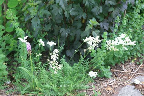 Aruncus Dioicus Kneiffii Esveld Shop