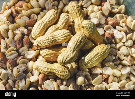 Ground Nut Peanut Arachis Hypogaea Peanuts Shelled Cracked And