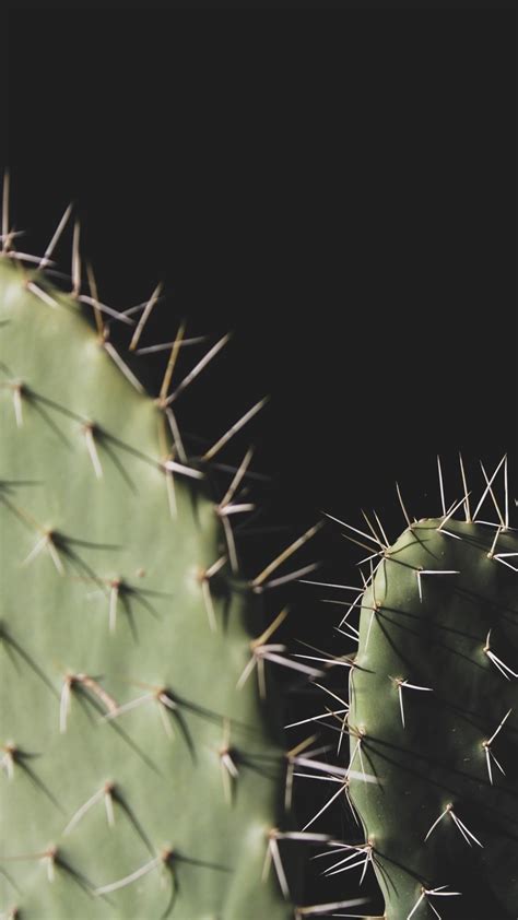 Discover More Than Cactus Wallpaper Iphone In Cdgdbentre