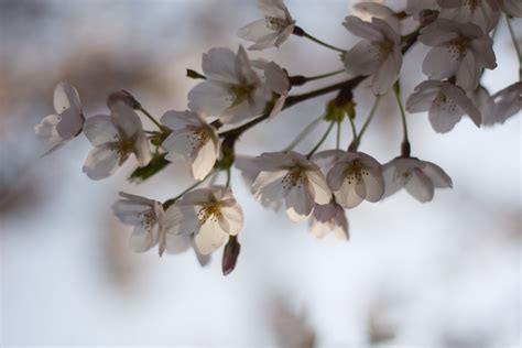 Cherry blossom in the streets of Seoul | Blossom, Cherry blossom, Flowers