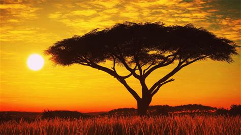 Serengeti Wallpapers - Top Free Serengeti Backgrounds - WallpaperAccess