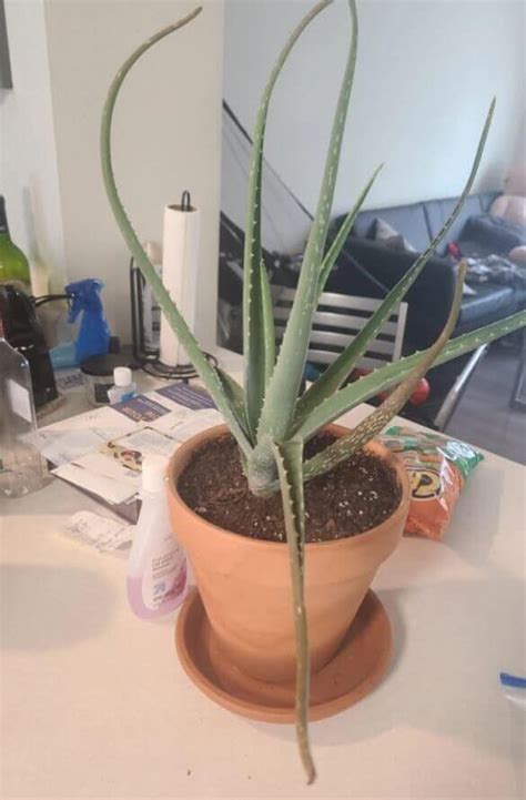 Aloe Vera Plant Leaves Bending Is There A Problem A Friendly Gardener