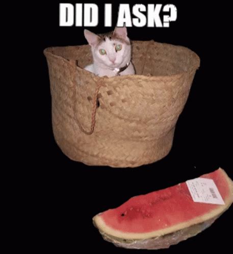 Meme Cat GIF - Meme Cat - Discover & Share GIFs