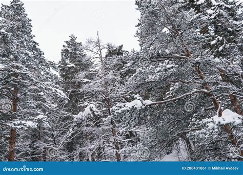 Siberian Winter Forest With Pine Trees On Slope Stock Image Image Of