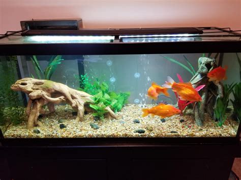 How Many Goldfish In A Gallon Tank Optimal Numbers Vet Advises