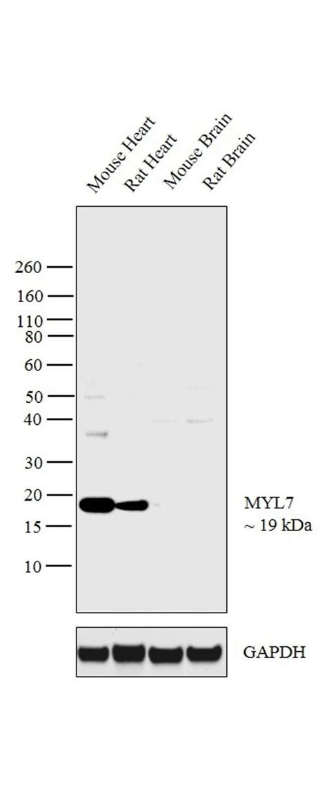 MYL7 Polyclonal Antibody Invitrogen 100 μL Unconjugated Antikörper