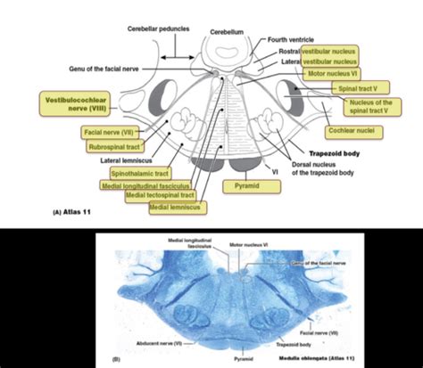 Brainstem Flashcards Quizlet