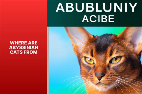 Discovering the Origin and History of Abyssinian Cats - All about Cats