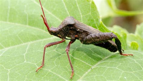 Insectos Gigantes Prehist Ricos